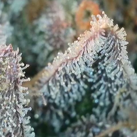 Biscotti growlog timeline photo