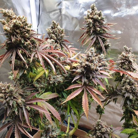 Biscotti growlog timeline photo