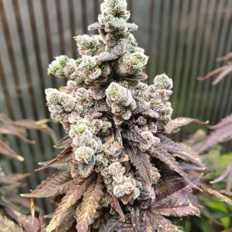 Biscotti growlog timeline photo