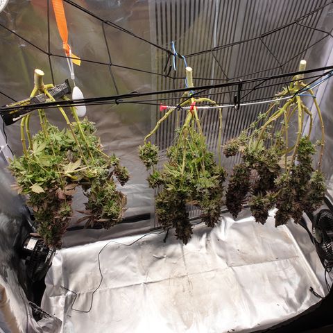 Biscotti growlog timeline photo