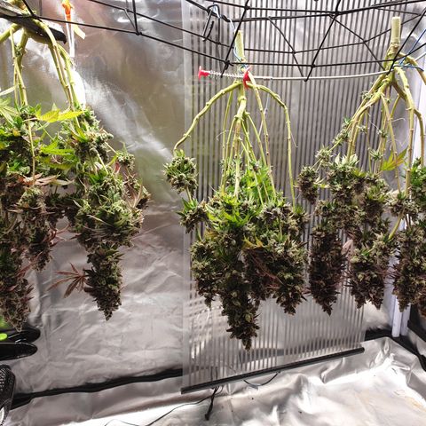 Biscotti growlog timeline photo