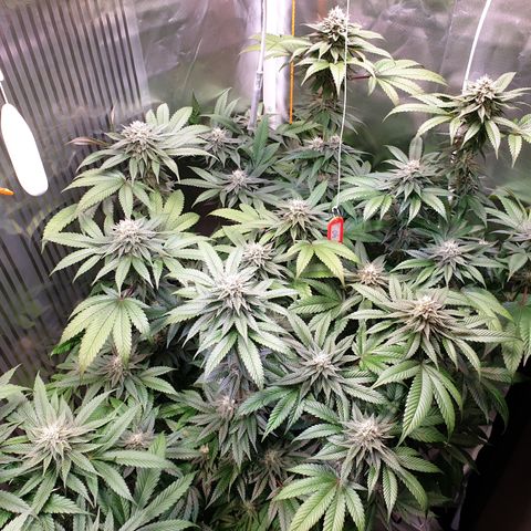 Northern Lights growlog timeline photo