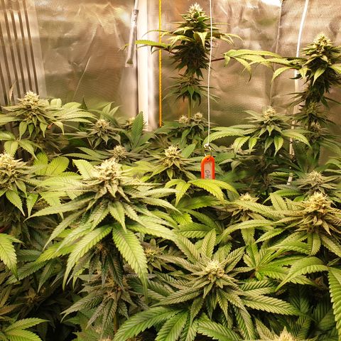 Northern Lights growlog timeline photo