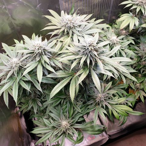 Northern Lights growlog timeline photo