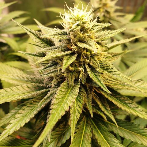 Northern Lights growlog timeline photo