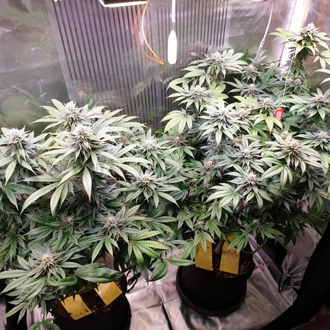 Northern Lights growlog timeline photo