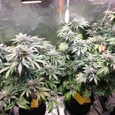 Northern Lights growlog timeline photo