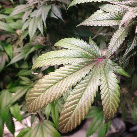 Northern Lights growlog timeline photo