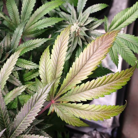 Northern Lights growlog timeline photo