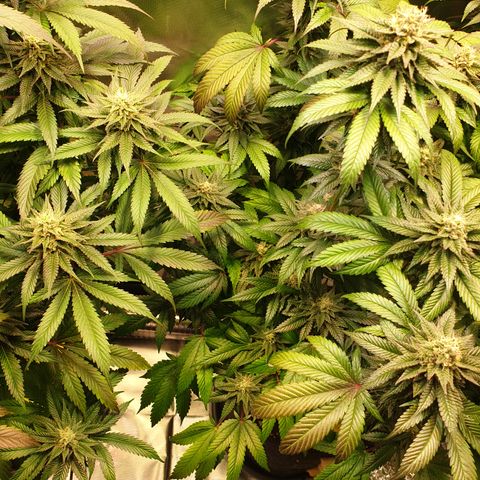Northern Lights growlog timeline photo