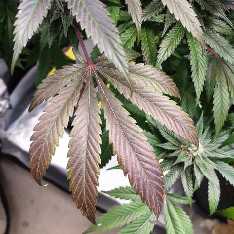 Northern Lights growlog timeline photo