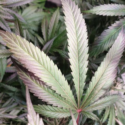 Northern Lights growlog timeline photo
