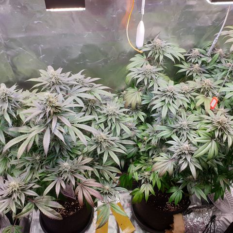 Northern Lights growlog timeline photo