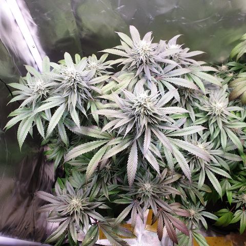 Northern Lights growlog timeline photo