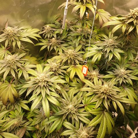 Northern Lights growlog timeline photo