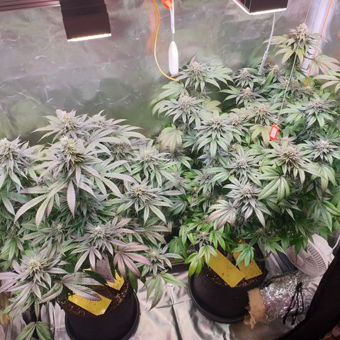 Northern Lights growlog timeline photo