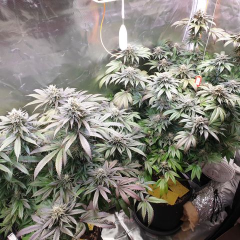 Northern Lights growlog timeline photo
