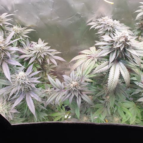 Northern Lights growlog timeline photo