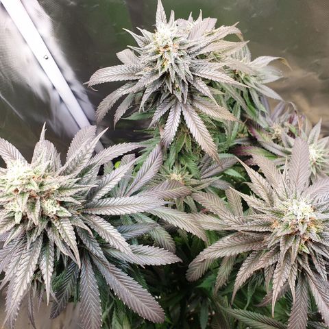 Northern Lights growlog timeline photo