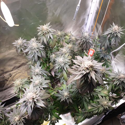 Northern Lights growlog timeline photo