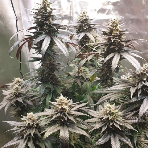 Northern Lights growlog timeline photo