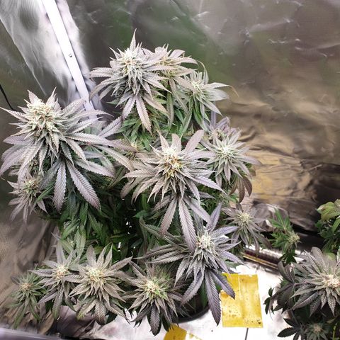 Northern Lights growlog timeline photo