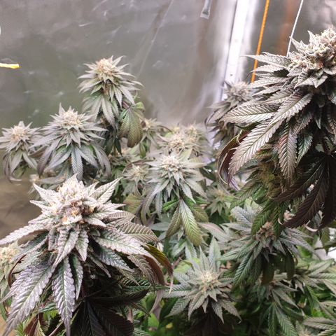 Northern Lights growlog timeline photo