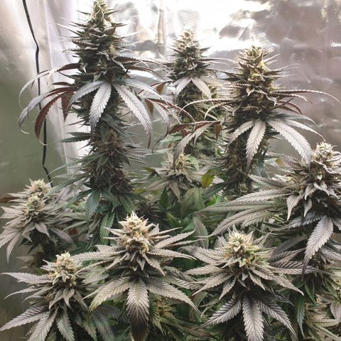 Northern Lights growlog timeline photo