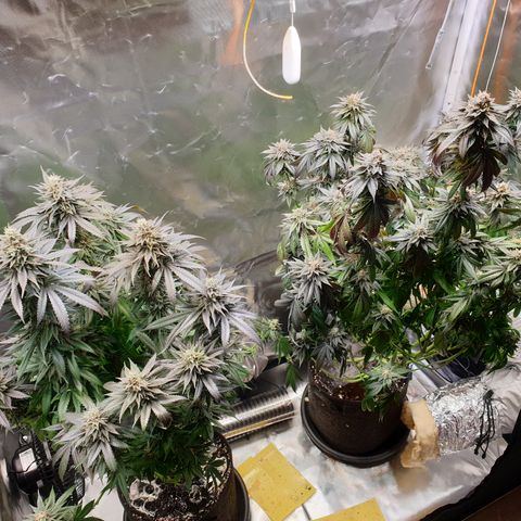 Northern Lights growlog timeline photo