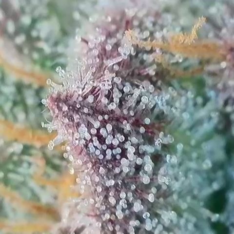 Northern Lights growlog timeline photo