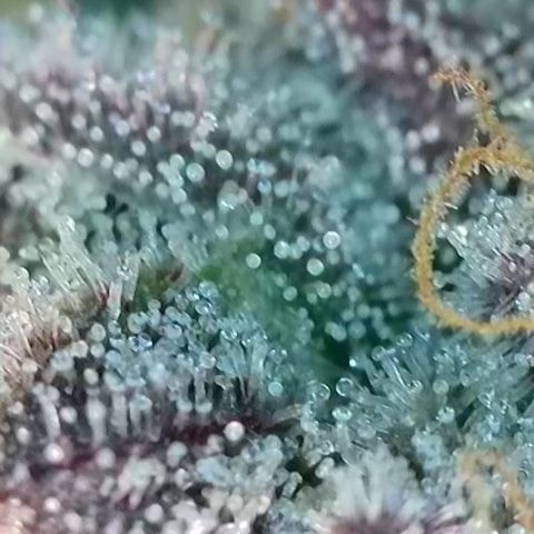 Northern Lights growlog timeline photo