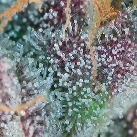 Northern Lights growlog timeline photo