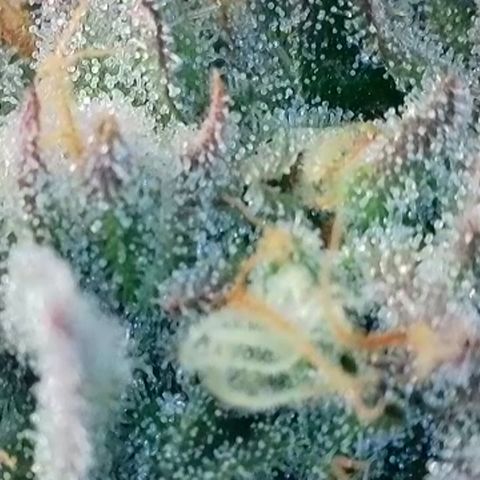 Northern Lights growlog timeline photo