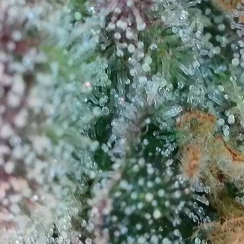 Northern Lights growlog timeline photo