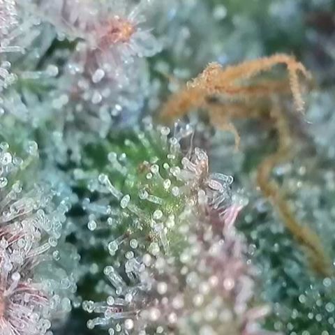 Northern Lights growlog timeline photo