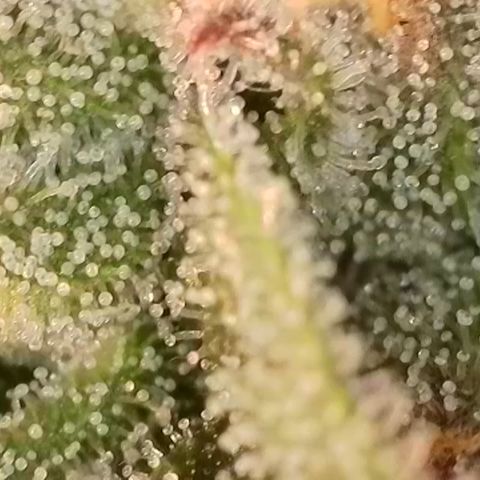 Northern Lights growlog timeline photo