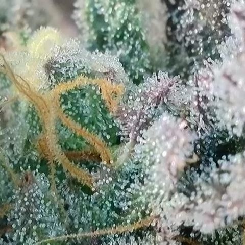 Northern Lights growlog timeline photo