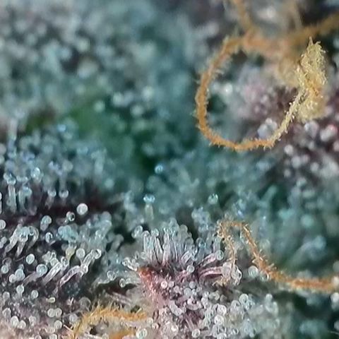 Northern Lights growlog timeline photo