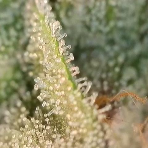 Northern Lights growlog timeline photo