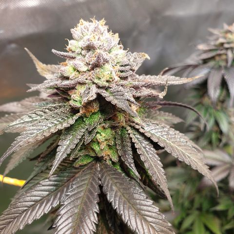 Northern Lights growlog timeline photo