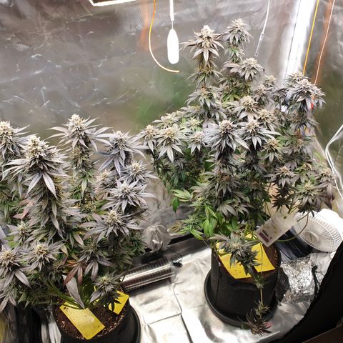 Northern Lights growlog timeline photo