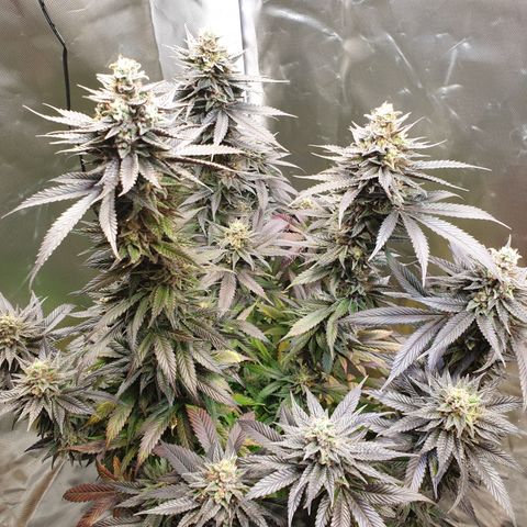 Northern Lights growlog timeline photo