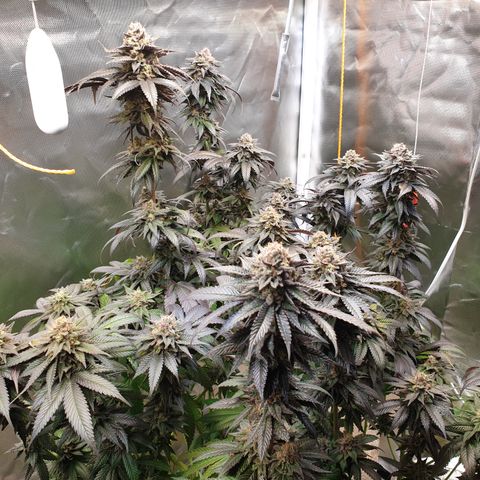 Northern Lights growlog timeline photo