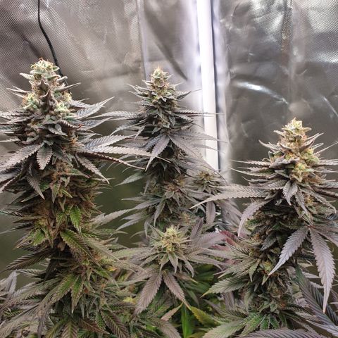 Northern Lights growlog timeline photo
