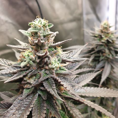 Northern Lights growlog timeline photo