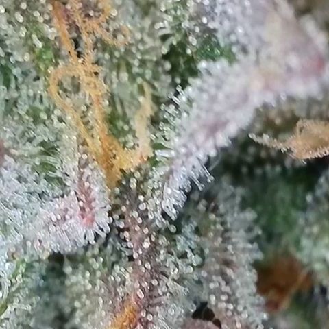 Northern Lights growlog timeline photo