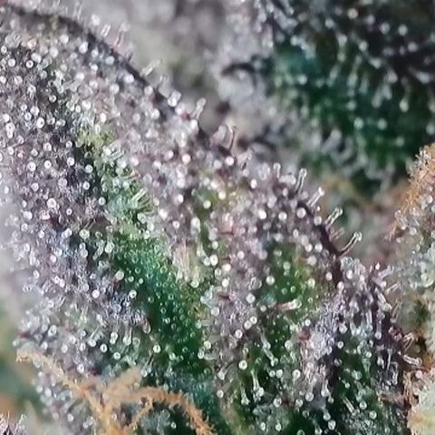 Northern Lights growlog timeline photo