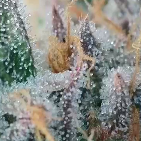 Northern Lights growlog timeline photo