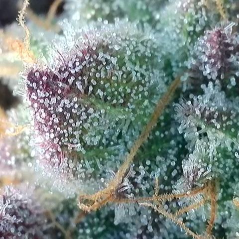 Northern Lights growlog timeline photo