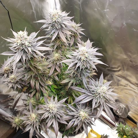 Northern Lights growlog timeline photo